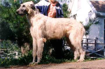 Godfrey3y.jpg (21163 bytes)
