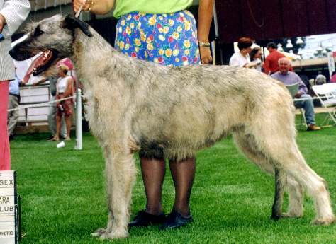 Lotusnew.jpg (33485 bytes)