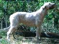 blankpup-t.gif (3882 bytes)