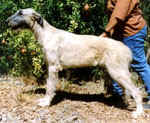 tbea.jpg (18930 bytes)