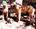 gillie-3gen-t.jpg (5804 bytes)