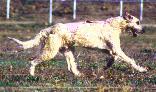 god-run-t.JPG (5975 bytes)