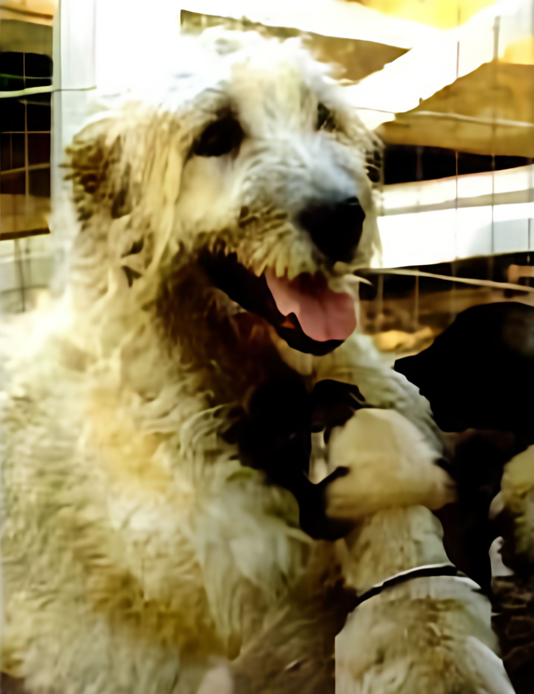 Irish Wolfhounds