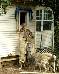 Irish Wolfhounds
