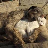Irish Wolfhound cuddling with a cat